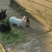 ponyhof_22 ponyhof_22