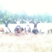 ponyhof_35 ponyhof_35