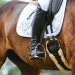 20240601-_0002491_Abreiteplatz_Dressur