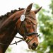 20240601-_0002540_Abreiteplatz_Dressur