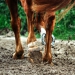 Kirchdorf_Classics-4976_WEB