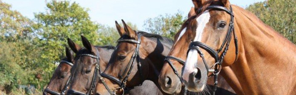 Reiten lernen mit Spaß und Engagement