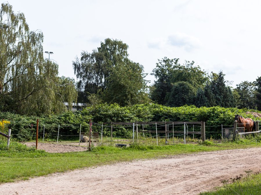 Sandpaddocks mit Holzzaun, dahinter ein Pferd am Stall