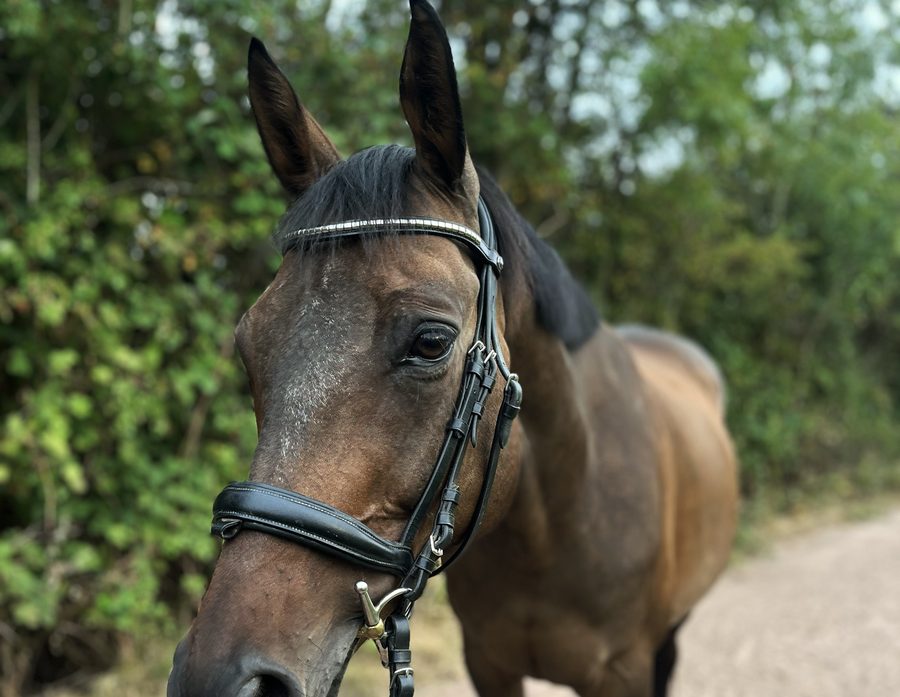 Schulpferd Sunny mit Trense auf dem Weg zur Anlage