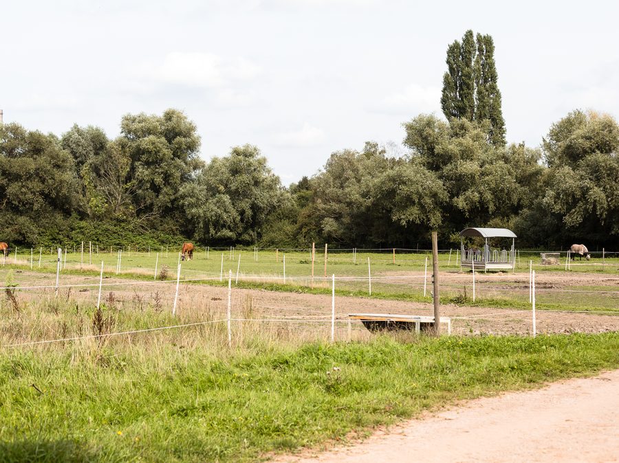 Weiden hinter dem Zaun, in der Ferne grasen Pferde