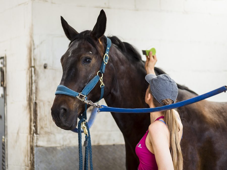Eine Jugendliche putzt ein braunes Pferd an der Stallwand
